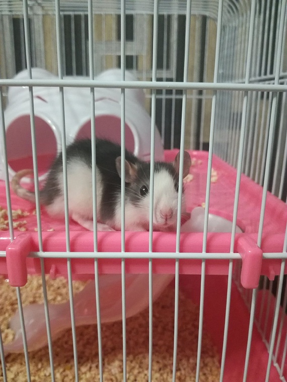 За что вы любите крыс?