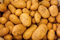 Жители Сладковского района накануне посевной кампании заказали 3,3 тонны сортового картофеля