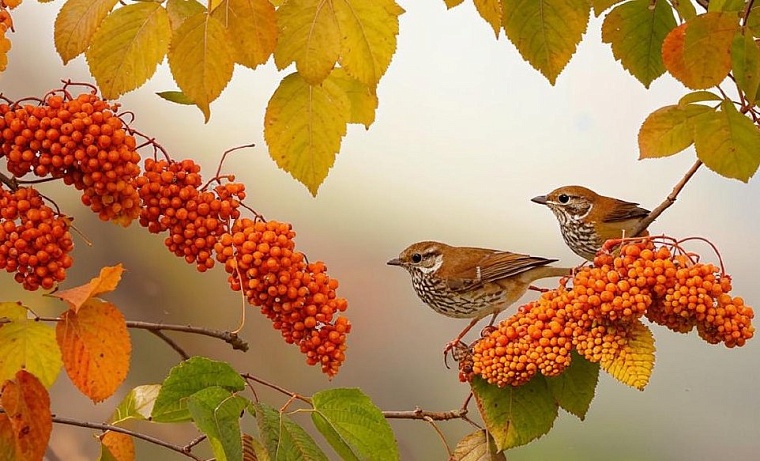 В музее Ялуторовска детей познакомили с птицами Тюменской области