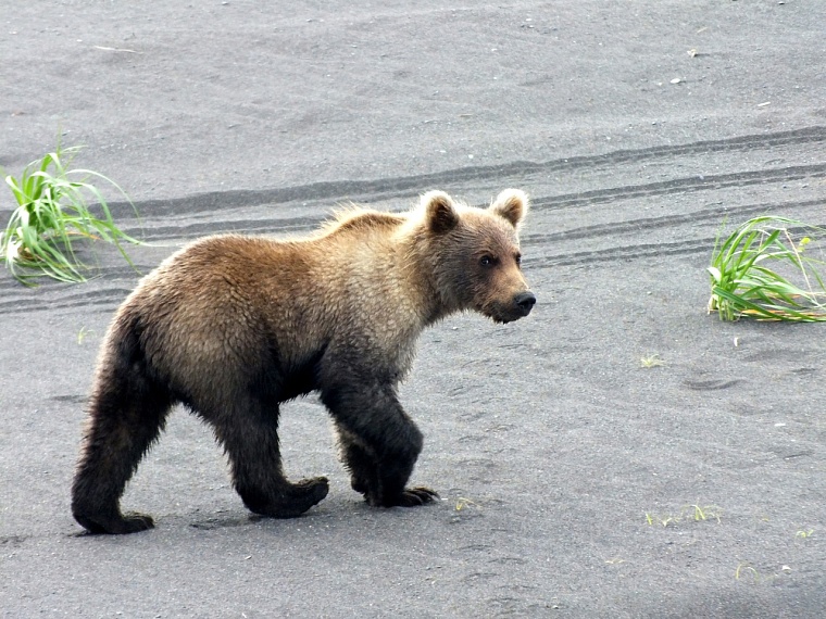 "Куда прешь, сволочь!" Профессиональный биолог рассказал тюменцам об особенностях фотоохоты