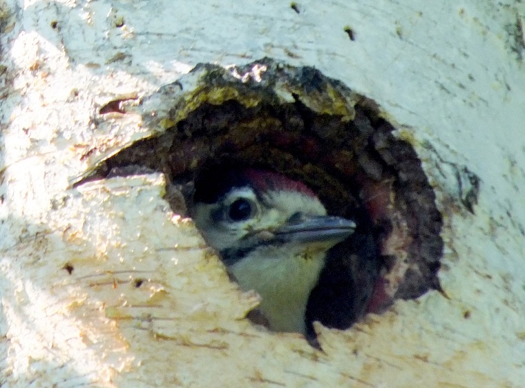 "Куда прешь, сволочь!" Профессиональный биолог рассказал тюменцам об особенностях фотоохоты
