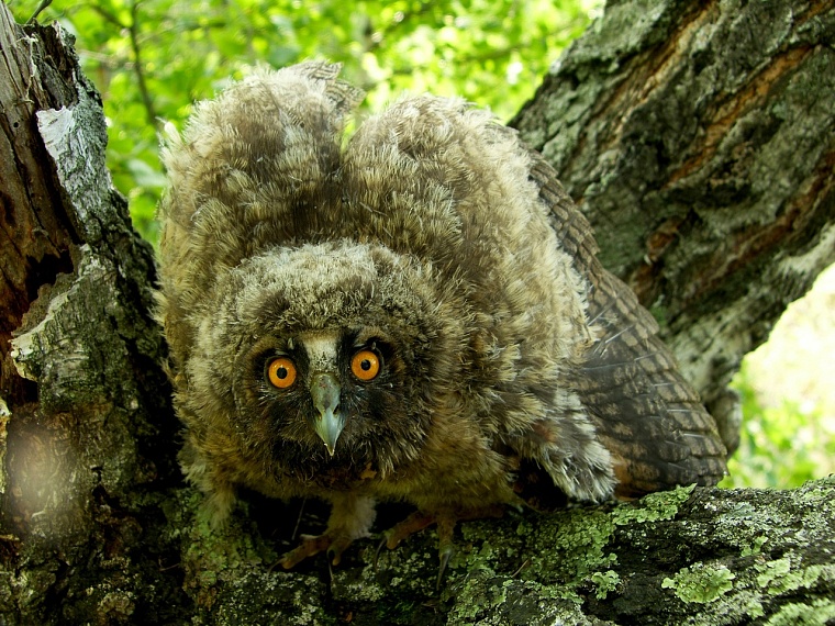 "Куда прешь, сволочь!" Профессиональный биолог рассказал тюменцам об особенностях фотоохоты