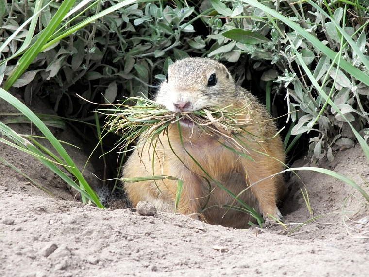"Куда прешь, сволочь!" Профессиональный биолог рассказал тюменцам об особенностях фотоохоты
