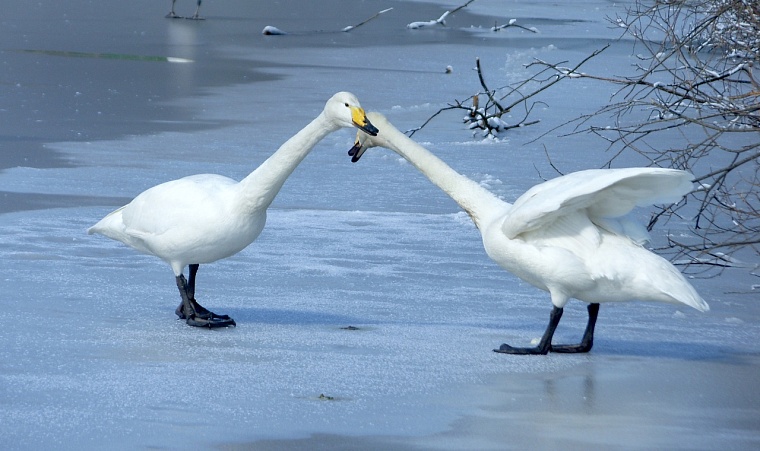 "Куда прешь, сволочь!" Профессиональный биолог рассказал тюменцам об особенностях фотоохоты