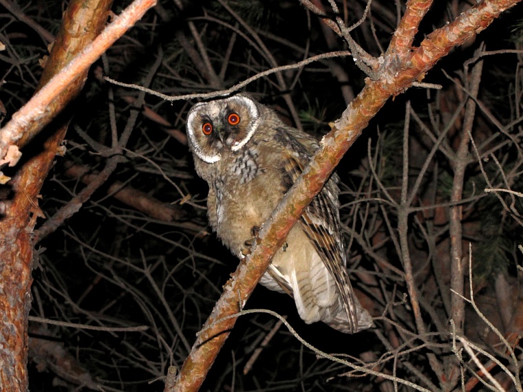 "Куда прешь, сволочь!" Профессиональный биолог рассказал тюменцам об особенностях фотоохоты