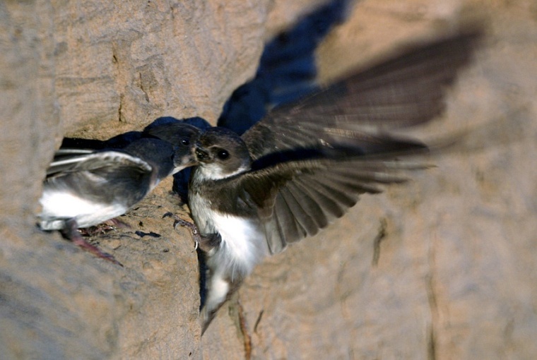 "Куда прешь, сволочь!" Профессиональный биолог рассказал тюменцам об особенностях фотоохоты
