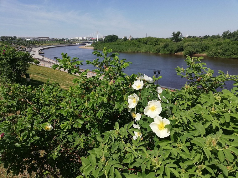 Местами заморозки и ветер до 16 м/с: в Тюменской области прогнозируют похолодание