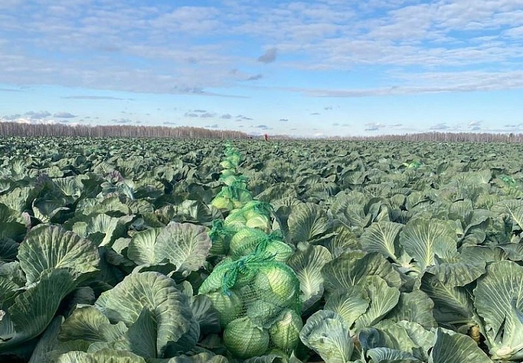 В Тюменской области урожай собрали с 99,5% сельхозплощадей