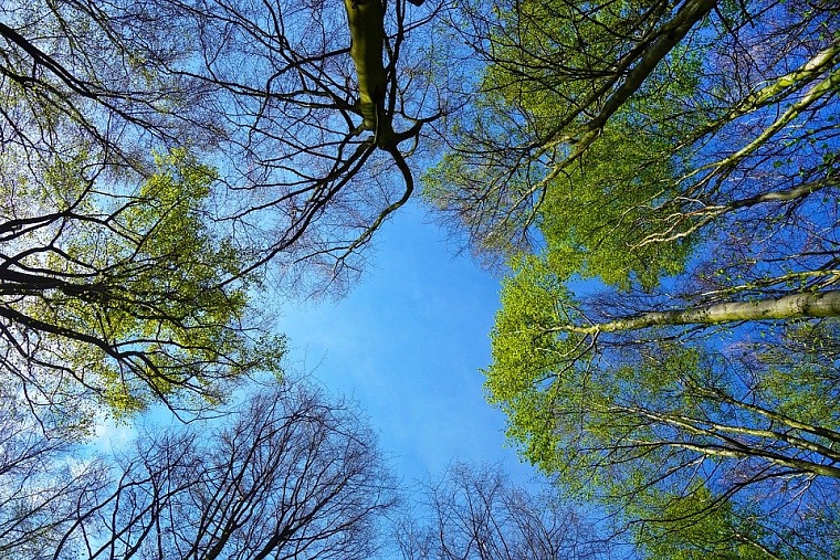 Фото: pixabay.com
