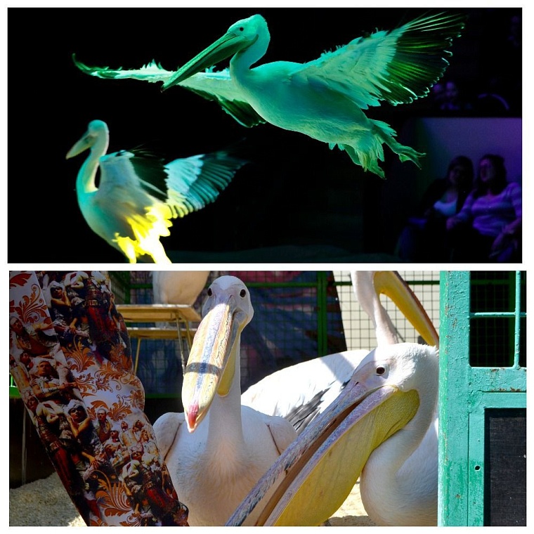 Обновленные “Баронеты” в Тюмени: свита циркового короля