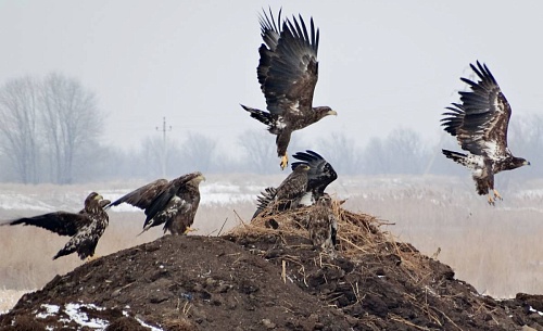 В Тобольске в районе мусоросортировочного завода заметили стаю краснокнижных птиц