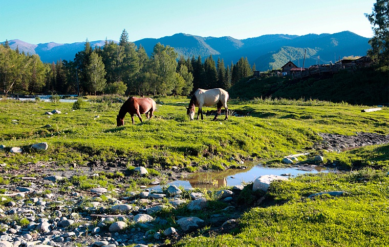 Конные туры. Лошадки на прогулке.