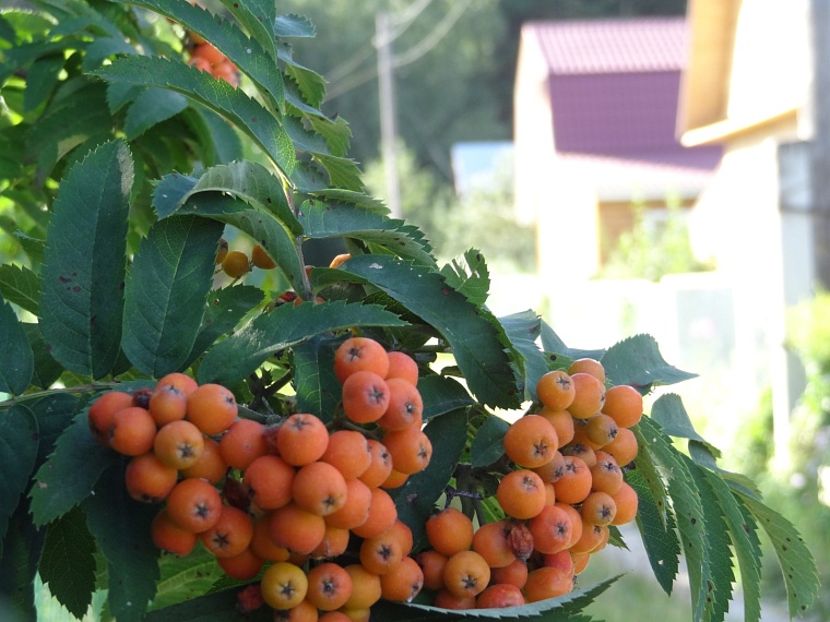 Тюменская дачница рассказала, как сделать масло из облепихи