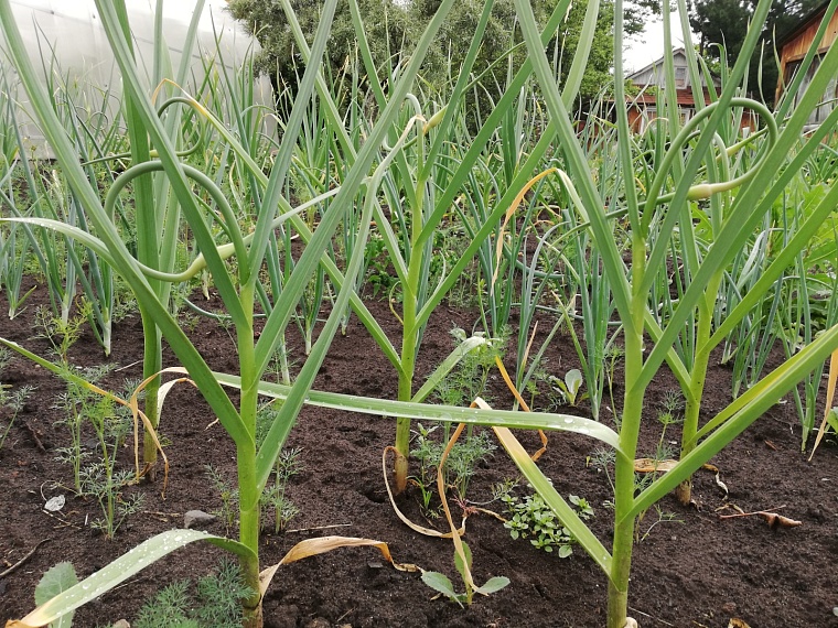 Что можно делать на даче в период дождей: советы биолога