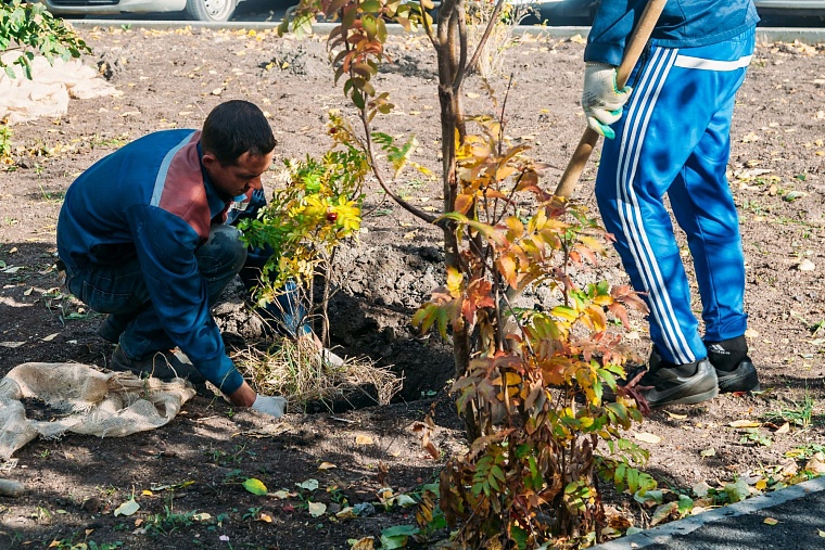 Комплексный подход: и автомобилисты сыты, и деревья целы