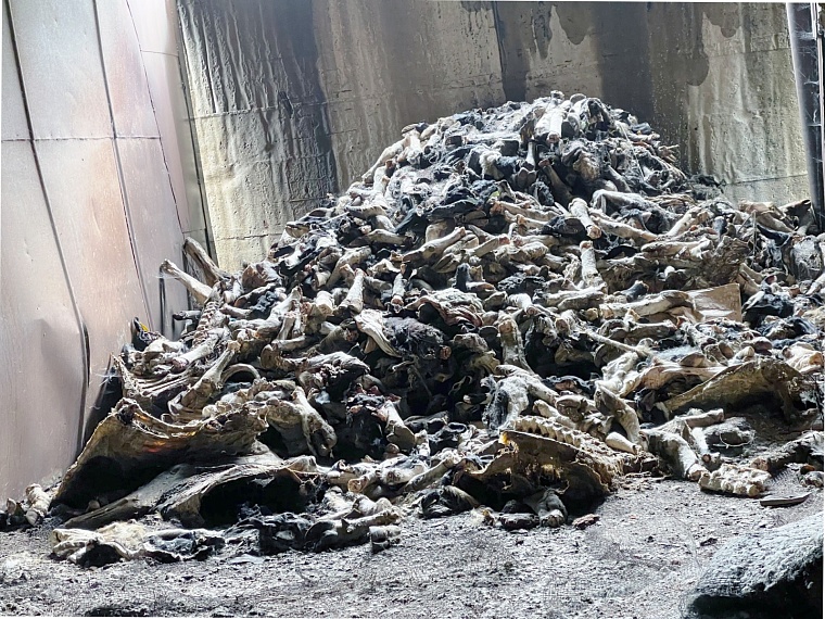 В Упоровском районе возле фермы обнаружили свалку с трупами животных