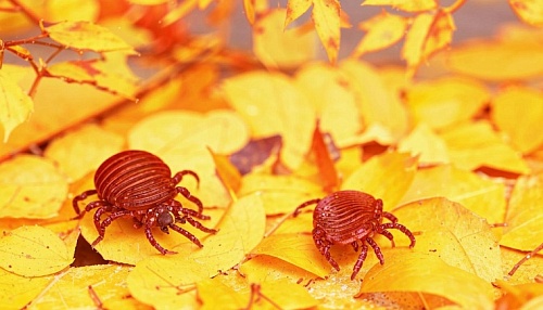 В Тюменской области сезон клещей может начаться раньше