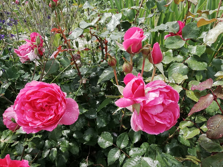 Чем подкормить пионы летом и осенью: комментарий садовода