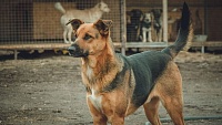 Оренбургская область вошла в топ-5 регионов по количеству бездомных собак
