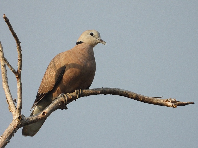 Фото: pixabay.com