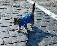 Тюменский кот-пожарный прогулялся по Красной площади