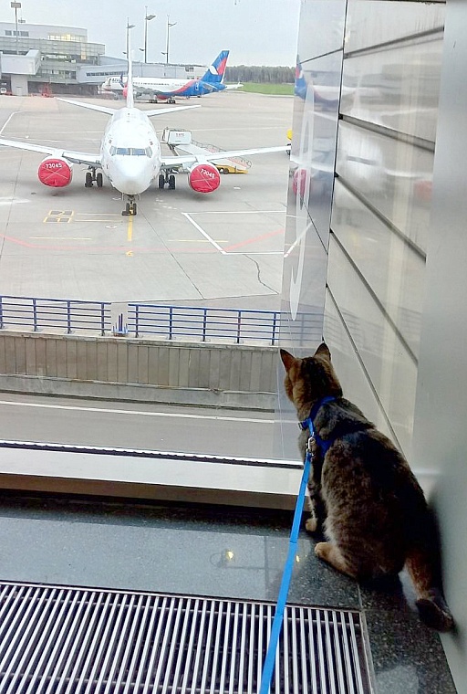 Тюменский кот-пожарный прогулялся по Красной площади