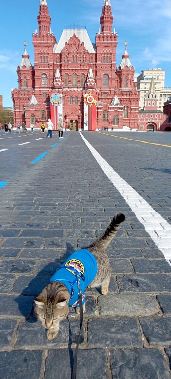 Тюменский кот-пожарный прогулялся по Красной площади