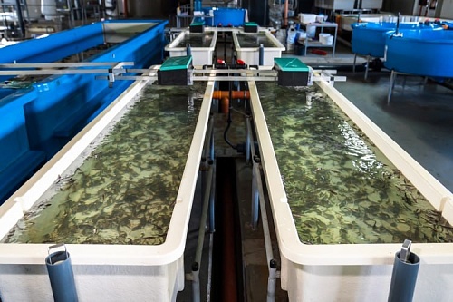 В Тюменской области выпустят около 90 тысяч мальков муксуна