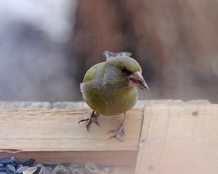 Фото Веры Швецовой