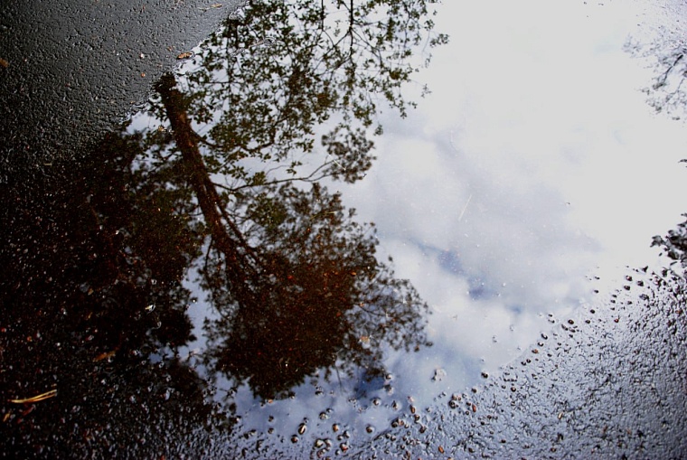 В Тюмени вырубят почти полторы тысячи деревьев