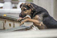 Эксперт предлагает часть средств от переработки вторсырья направлять на содержание бездомных животных