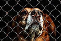 В Тюмени общественники собирают факты нарушений отлова бродячих собак