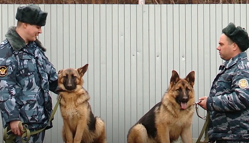 Овчарок Инди и Ирму из Тюмени отправили служить в Курганскую область