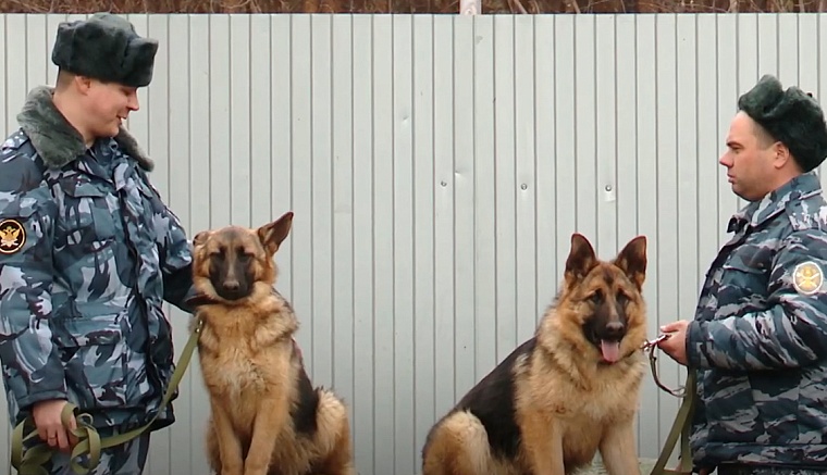 Овчарок Инди и Ирму из Тюмени отправили служить в Курганскую область