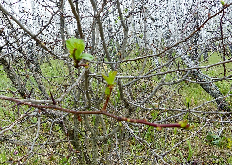 Ползучий апокалипсис отменяется