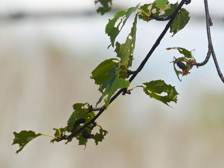 Ползучий апокалипсис отменяется