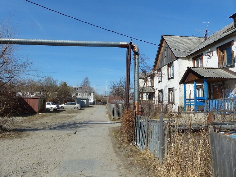 Бродячая собака в Тюмени покусала ребенка: подробности резонансного происшествия