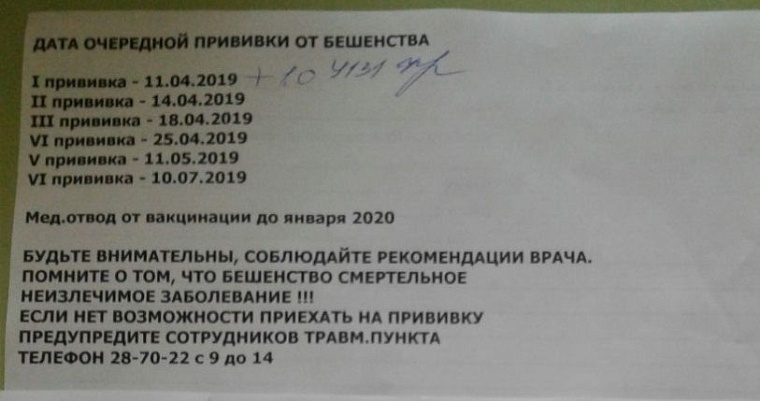 Бродячая собака в Тюмени покусала ребенка: подробности резонансного происшествия