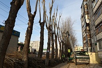 На трех крупных тюменских улицах проходит обрезка деревьев