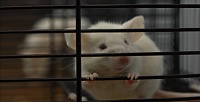 Тюменские ученые изучают смертельную гаффскую болезнь на мышах и крысах