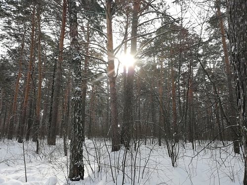 Тюменцы поддерживают восстановление леса через промокод