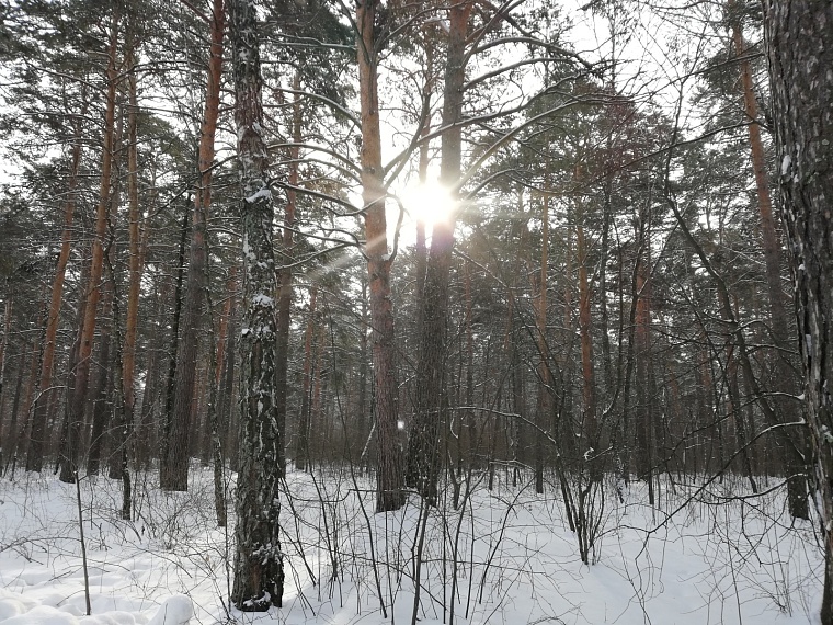 Тюменцы поддерживают восстановление леса через промокод