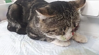 Ветеринары в Салехарде не смогли спасти пострадавшего от живодеров кота