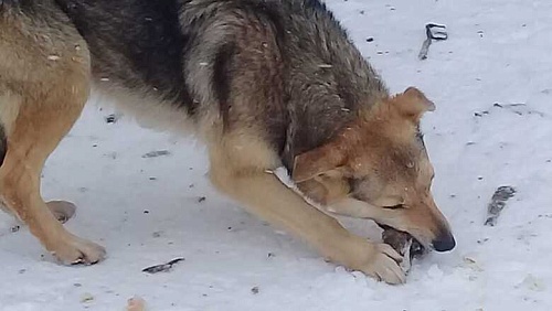 Против чиновников Оренбурга хотят возбудить уголовное дело из-за заполонивших город бродячих собак