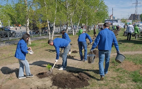 Тюменцы высадили больше сотни кустарников на улице Харьковской