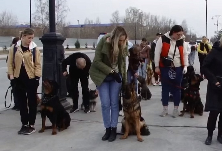 В тобольском шествии 9 Мая примут участие собаки