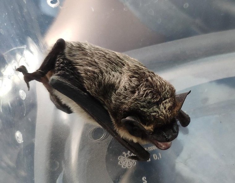 Две летучие мыши перезимовали у тюменского доцента и скоро отправятся по своим делам