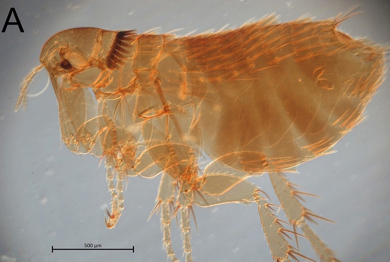 Тюменские ученые обнаружили редких паразитов на летучих мышах
