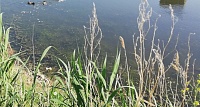 Два озера в Тюменской области остаются закрытыми из-за гаффской болезни