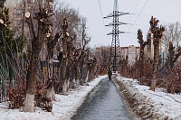 В Тюмени из-за обрезки деревьев возбуждено дело против электросетевой компании